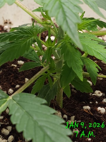 Dos Si Dos. Indica — vegetative, day 15