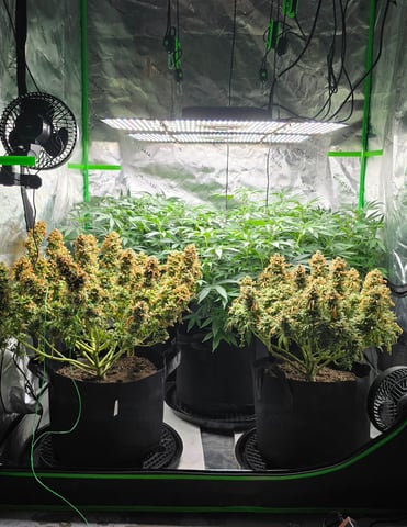 Attack Of The Clones — flower, day 39