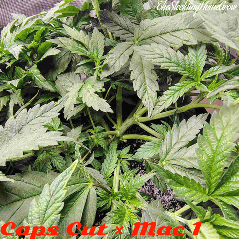 Athena Run  — vegetative, day 40