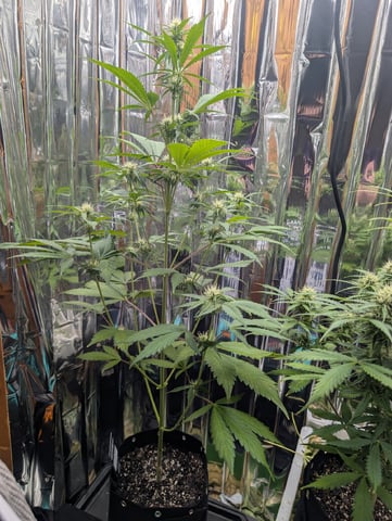 Zkittlez (Auto) — flower, day 69