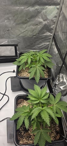 Maple Nectar  — vegetative, day 26