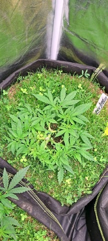 First Grow with the new setup  — vegetative, day 45