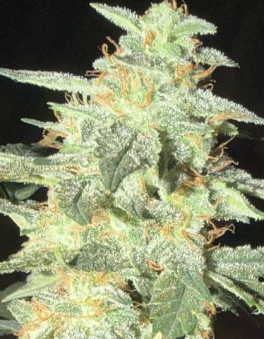 Indoor & Outdoor Grow 6 — done, day 73