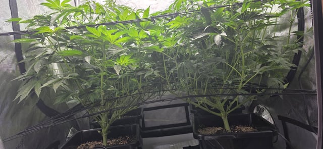 Maple Nectar  — flower, day 50