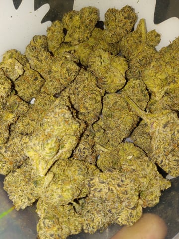 closet grow for veg with a.c infinity air intake fan .With no carbon filter just suction,and spider farmer sf 7000.Then a spider farmer sf tent 4×4×6.5with a G1500 l.e.d from spiderfarmer and spider farmer 6inch clip oscalating fan. — vegetative, day 4