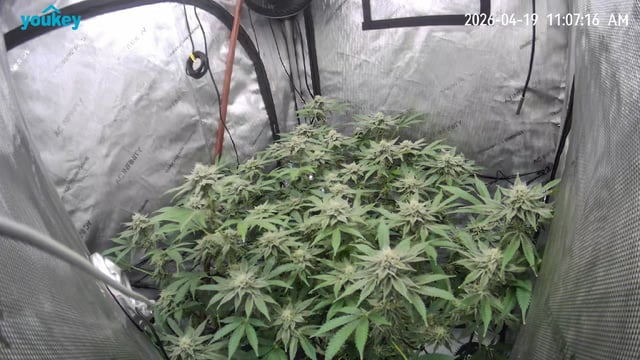 Barney's Farm - Cherry Popper