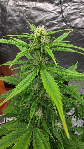 Beginner - My first grow has been an incredible experience so far! — flower, day 53