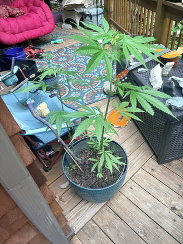 mixing it up — vegetative, day 68