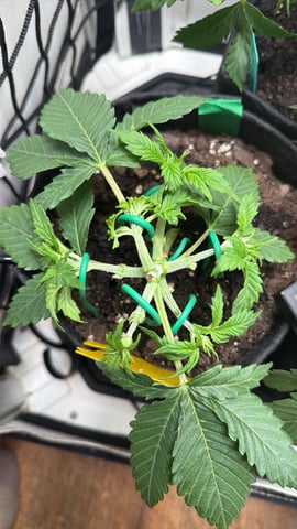 Midsummer Outdoor — vegetative, day 23