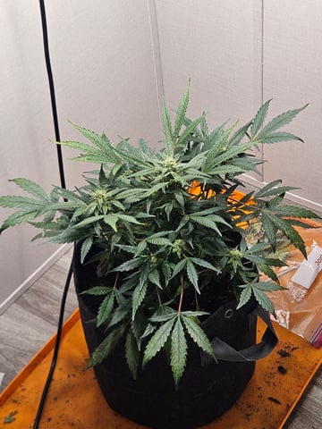 Mango Runtz — flower, day 62