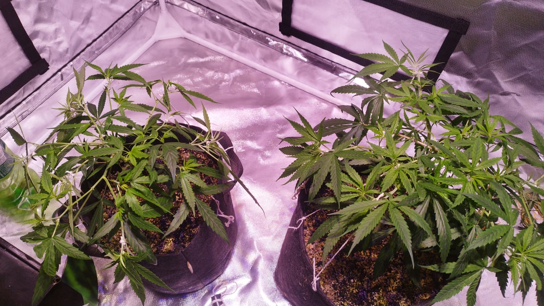 first crop in a long time