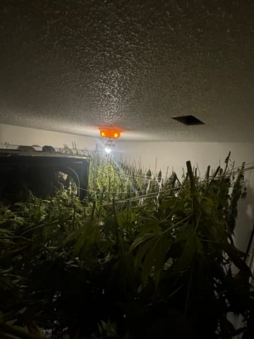 Outdoor Grow — harvest, day 184