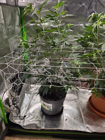 Evermore clones — vegetative, day 37