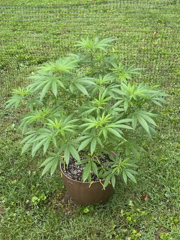 2026 Outdoor — vegetative, day 69