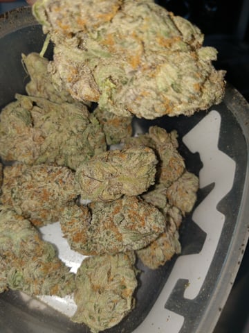 closet grow for veg with a.c infinity air intake fan .With no carbon filter just suction,and spider farmer sf 7000.Then a spider farmer sf tent 4×4×6.5with a G1500 l.e.d from spiderfarmer and spider farmer 6inch clip oscalating fan. — vegetative, day 23