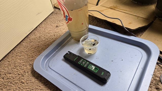 Blue Dream Clones — vegetative, day 7