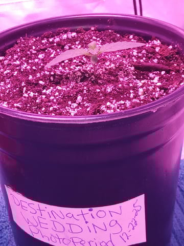 CountryG  — seedling_rooting, day 15
