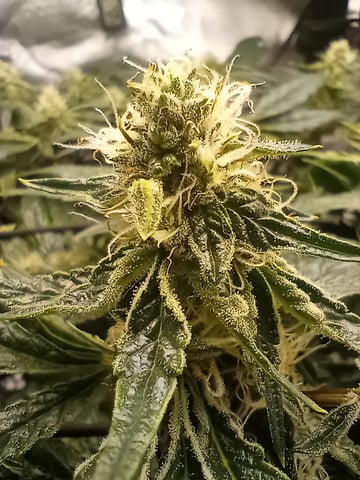 Wizard Punch first grow  — flower, day 89