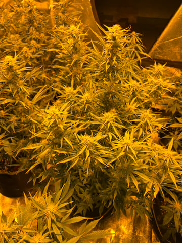 2nd Autoflower Indoor Grow — flower, day 60
