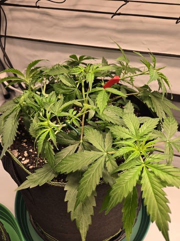 GDP auto 3X5 tent — vegetative, day 39