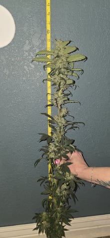 Ace Killer OG — flower, day 88
