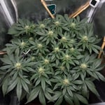 Dobray_Grow