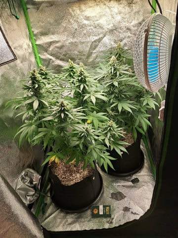 Pineapple Chunk/Runtz — flower, day 119