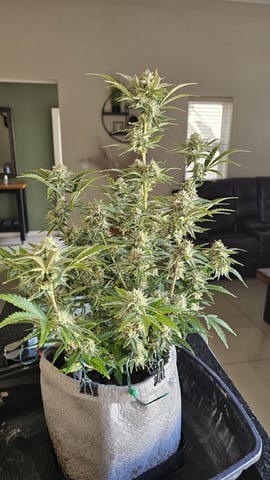 Autos For The Rest Of Winter 🔥🔥😉 — germination, day 26