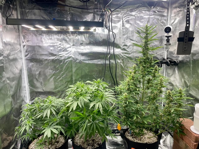 2nd Grow Ever — flower, day 51