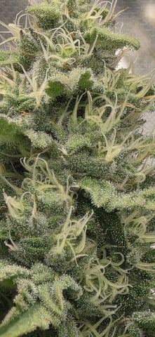 Maple Nectar  — flower, day 73