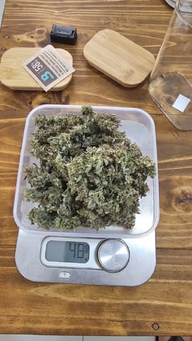 Amnesia Haze Run — vegetative, day 28