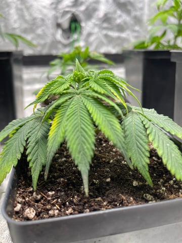 Clones GodFather OG Clones — seedling_rooting, day 5