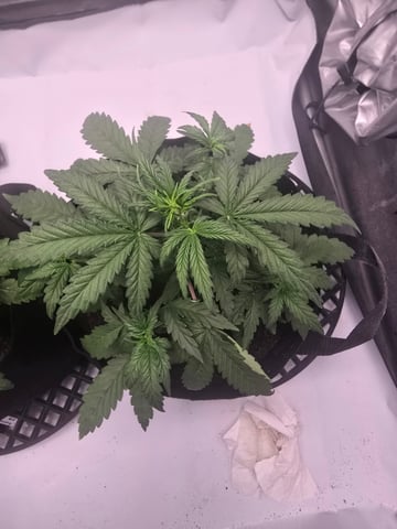 Dream beans burnt garlic — vegetative, day 24