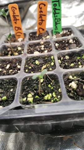 Gelato Auto C — seedling_rooting, day 1