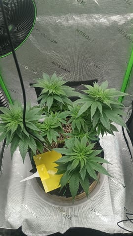 Critical Purple Kush — vegetative, day 76