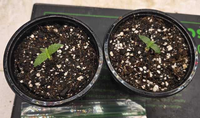 SGC & GWS — seedling_rooting, day 7