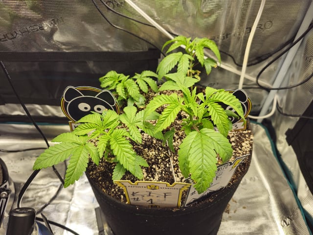 Crushberry Sugar — vegetative, day 26