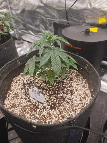 Dirty Bird - Thousand Island Fem & Platinum Kush Breath Remix x Grape Cakehead Fem Photo  — vegetative, day 24