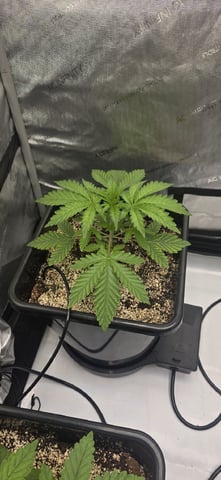 Maple Nectar  — vegetative, day 23