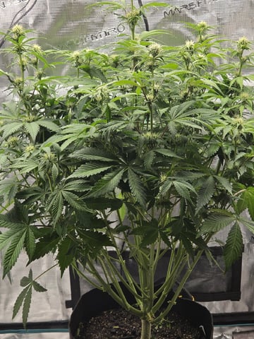 Super Skunk Auto 