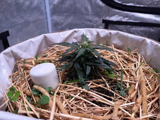 510 First Run! — flower, day 44