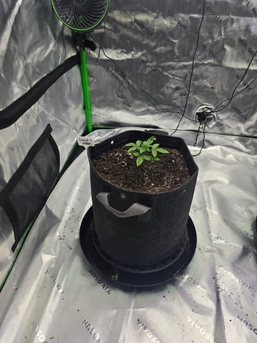 2nd grow round 2 — vegetative, day 16