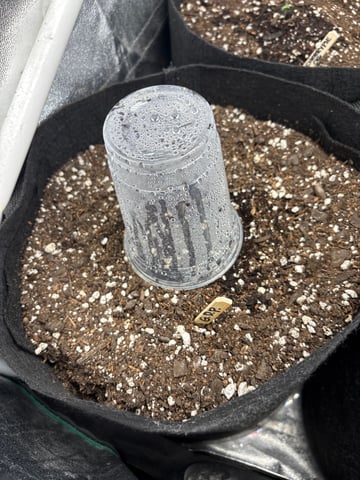  Autumn Run — grow_setup, day 1
