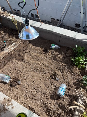 3 seeds  — seedling_rooting, day 5