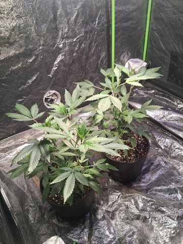 S&D  First Grow — vegetative, day 12