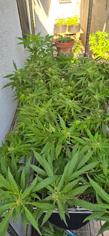 Mystery Weed Plant — flower, day 135