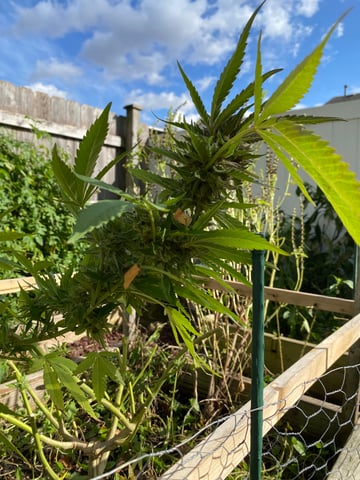 queen of soul X cap junky  — harvest, day 190