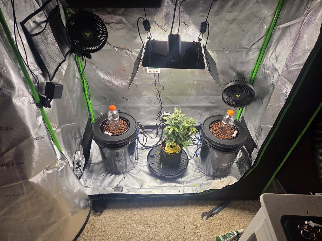 Northern Lights / Banana Kush