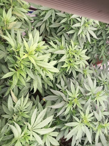 10x Critical Feminisiert from Ganjafarmerseeds  — flower, day 71