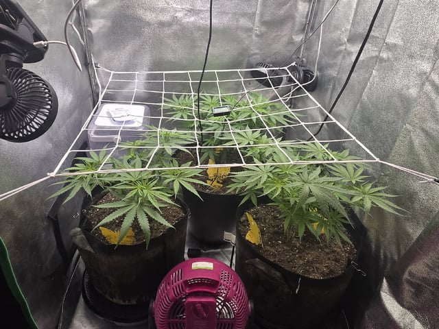 first grow second plant 